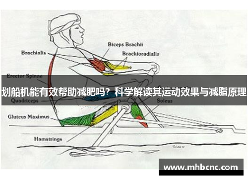 划船机能有效帮助减肥吗？科学解读其运动效果与减脂原理